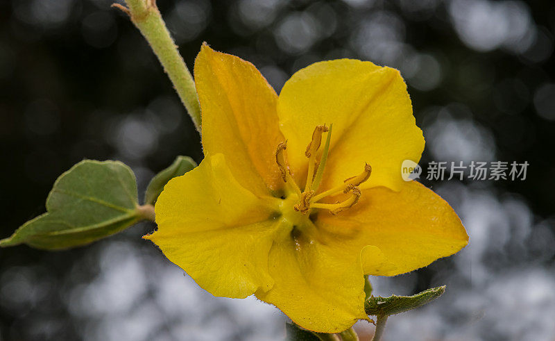 加州佛利蒙杜鹃(Fremontodendron californicum)，俗称加州法兰绒灌木、加州佛利蒙杜鹃和法兰绒灌木，是一种开花灌木，原产于北美西南部的各种栖息地。锦葵科。